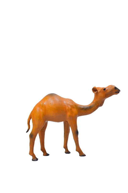 CAMEL STANDING